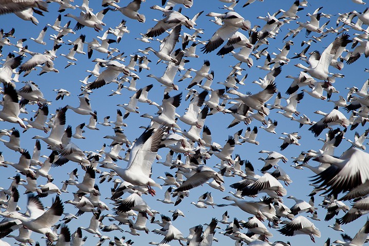 Schneegans Anser caerulescens Snow Goose